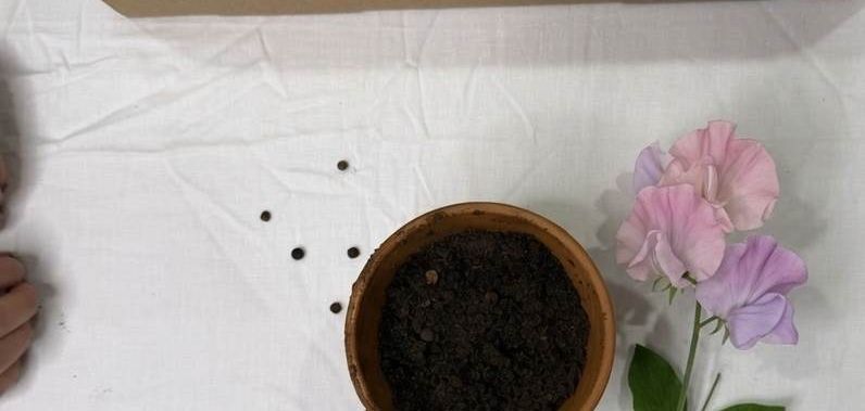 Seeds, soil and a pot. Something to grow