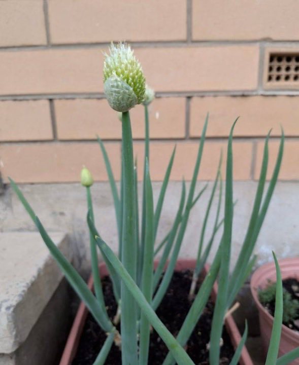 Made by a member: Spring onions, regrown