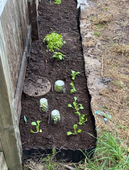 Made by a member: The veggie patch, started